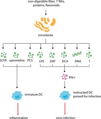 Microbial Metabolites in the Maturation and Activation of Dendritic Cells and Their Relevance for Respiratory Immunity